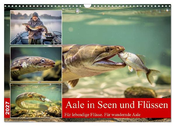 Aale in Seen und Flüssen (Wandkalender 2027 DIN A3 quer), CALVENDO Monatskalender