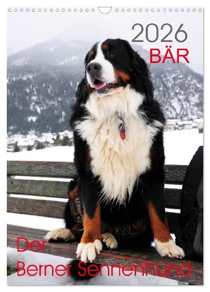 BÄR - Der Berner Sennenhund (Wandkalender 2026 DIN A3 hoch), CALVENDO Monatskalender