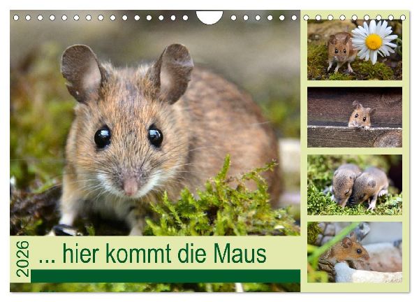 ... hier kommt die Maus ... (Wandkalender 2026 DIN A4 quer), CALVENDO Monatskalender
