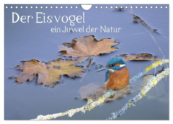 Der Eisvogel, ein Juwel der Natur (Wandkalender 2026 DIN A4 quer), CALVENDO Monatskalender