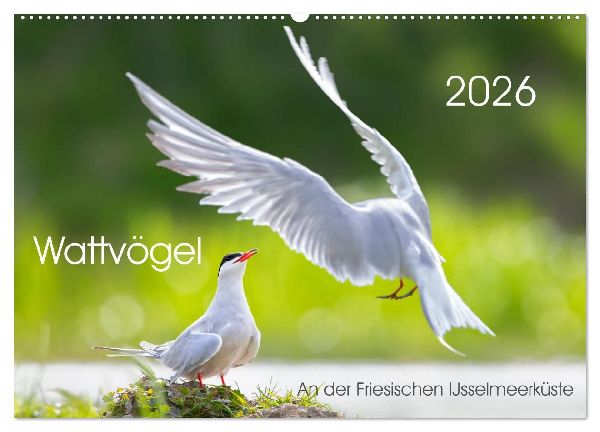 Wattvögel an der Friesischen IJsselmeerküste (Wandkalender 2026 DIN A2 quer), CALVENDO Monatskalender