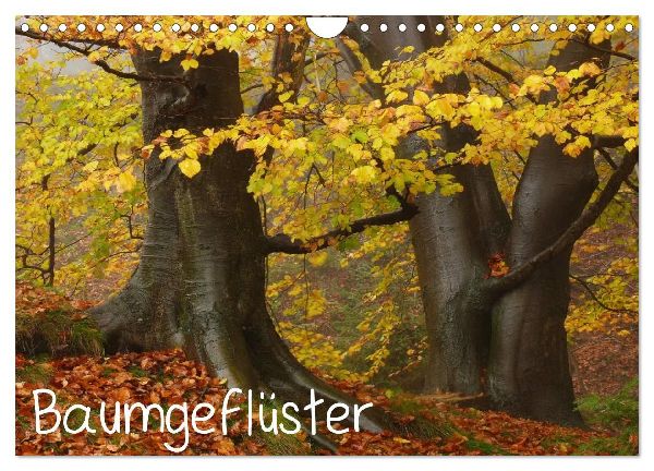 Baumgeflüster (Wandkalender 2026 DIN A4 quer), CALVENDO Monatskalender
