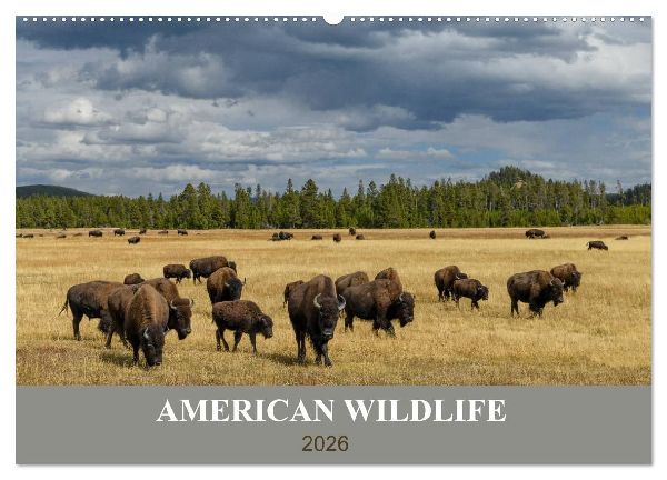 American Wildlife (Wandkalender 2026 DIN A2 quer), CALVENDO Monatskalender