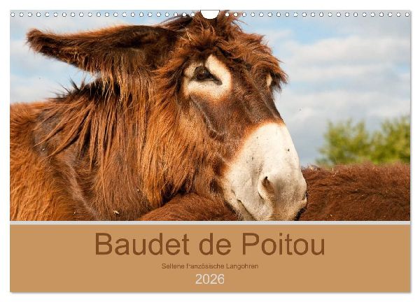 Baudet de Poitou - Seltene französische Langohren (Wandkalender 2026 DIN A3 quer), CALVENDO Monatskalender