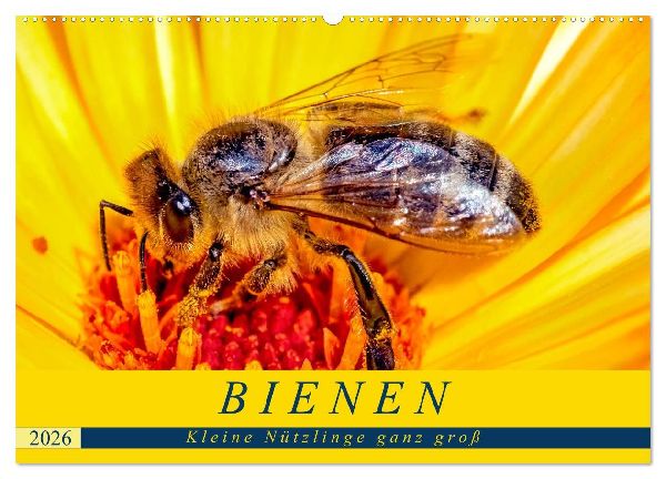BIENEN - Kleine Nützlinge ganz groß (Wandkalender 2026 DIN A2 quer), CALVENDO Monatskalender