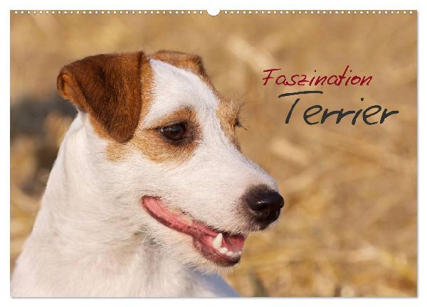 Faszination Terrier (Wandkalender 2026 DIN A2 quer), CALVENDO Monatskalender