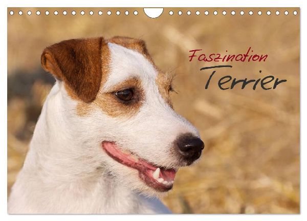 Faszination Terrier (Wandkalender 2026 DIN A4 quer), CALVENDO Monatskalender