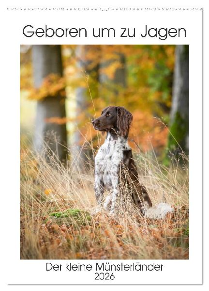 Geboren um zu Jagen. Der kleine Münsterländer (Wandkalender 2026 DIN A2 hoch), CALVENDO Monatskalender