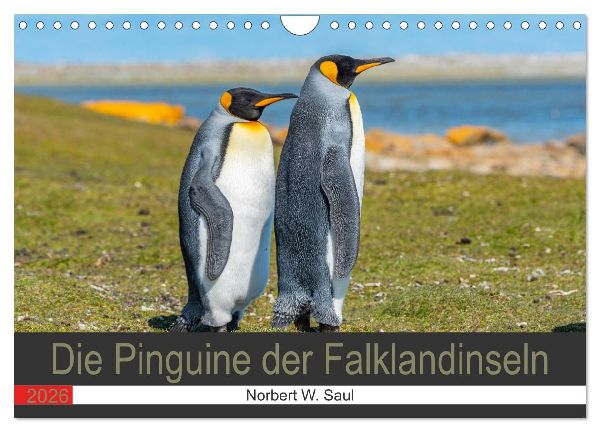 Die Pinguine der Falklandinseln (Wandkalender 2026 DIN A4 quer), CALVENDO Monatskalender