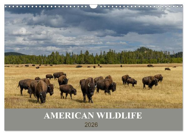 American Wildlife (Wandkalender 2026 DIN A3 quer), CALVENDO Monatskalender