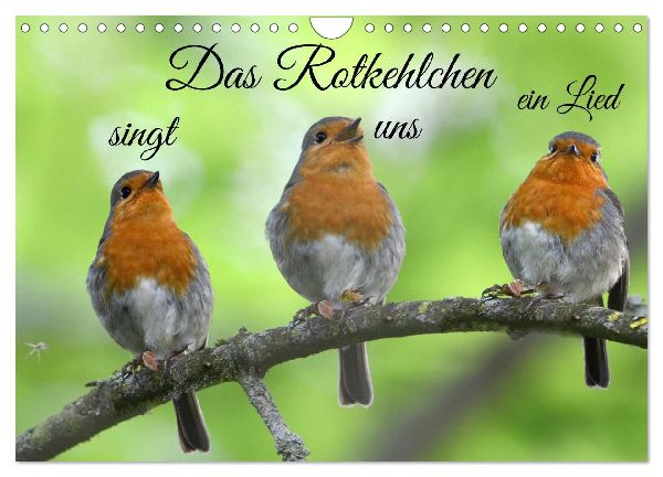 Das Rotkehlchen singt uns ein Lied (Wandkalender 2026 DIN A4 quer), CALVENDO Monatskalender