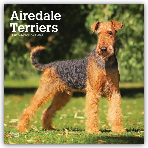Airedale Terrier 2027 - 16-Monatskalender