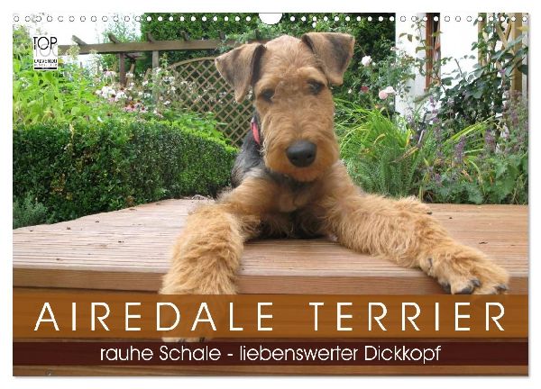 Airedale Terrier (Wandkalender 2026 DIN A3 quer), CALVENDO Monatskalender