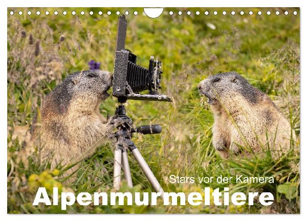 Alpenmurmeltiere - Stars vor der Kamera (Wandkalender 2026 DIN A4 quer), CALVENDO Monatskalender