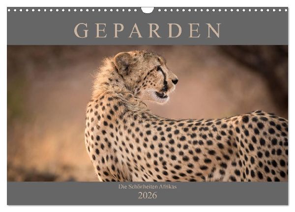 Geparden - Die Schönheiten Afrikas (Wandkalender 2026 DIN A3 quer), CALVENDO Monatskalender