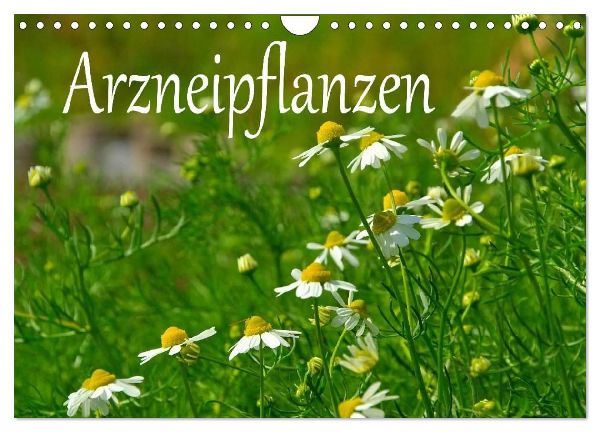 Arzneipflanzen (Wandkalender 2026 DIN A4 quer), CALVENDO Monatskalender