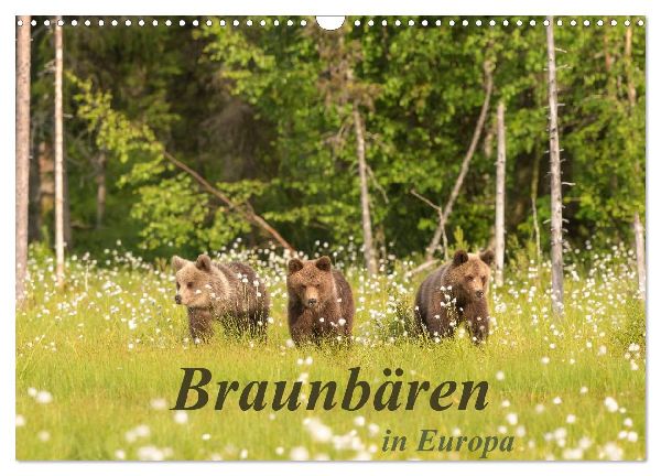 Braunbären in Europa (Wandkalender 2026 DIN A3 quer), CALVENDO Monatskalender