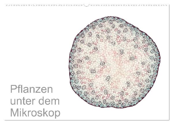 Pflanzen unter dem Mikroskop (Wandkalender 2026 DIN A2 quer), CALVENDO Monatskalender