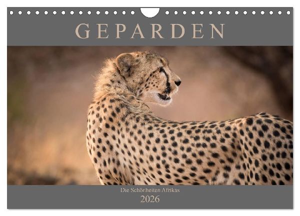 Geparden - Die Schönheiten Afrikas (Wandkalender 2026 DIN A4 quer), CALVENDO Monatskalender