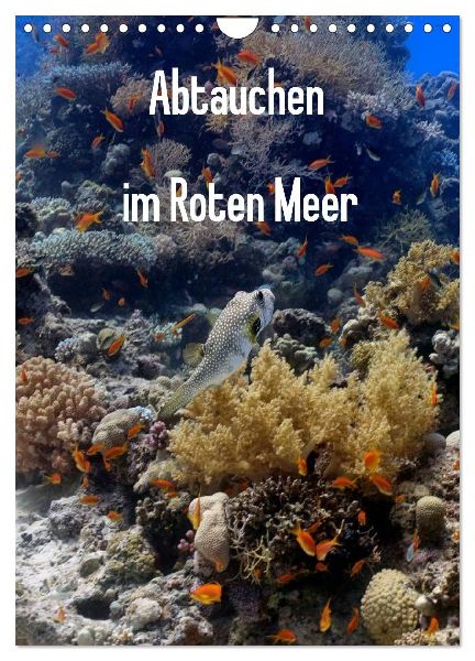 Abtauchen im Roten Meer (Wandkalender 2026 DIN A4 hoch), CALVENDO Monatskalender