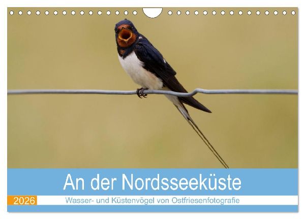 An der Nordseeküste - Wasser- und Küstenvögel fotografiert von Ostfriesenfotografie (Wandkalender 2026 DIN A4 quer), CALVENDO Monatskalender