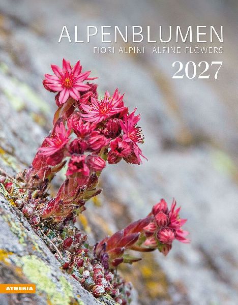 Alpenblumen Kalender 2027
