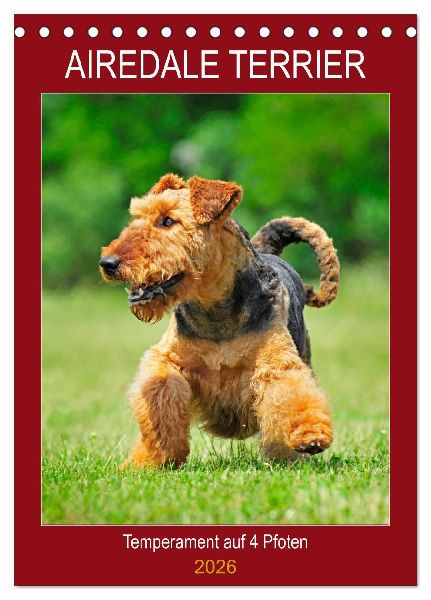 Airedale Terrier - Temperament auf 4 Pfoten (Tischkalender 2026 DIN A5 hoch), CALVENDO Monatskalender