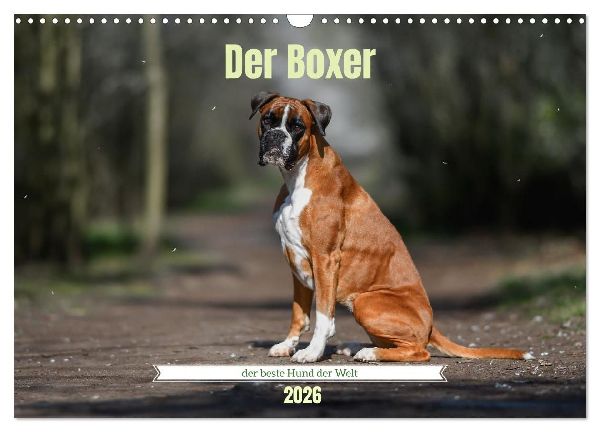 Der Boxer, der beste Hund der Welt (Wandkalender 2026 DIN A3 quer), CALVENDO Monatskalender