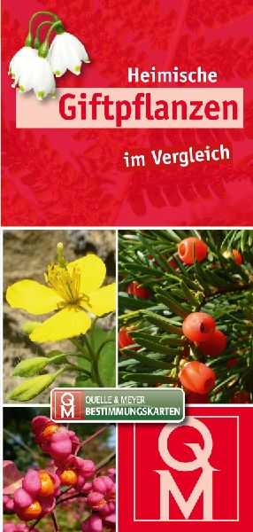 Heimische Giftpflanzen im Vergleich