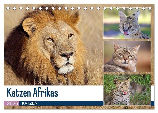 Katzen Afrikas (Tischkalender 2026 DIN A5 quer), CALVENDO Monatskalender