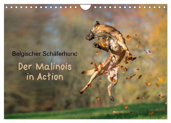 Belgischer Schäferhund - Der Malinois in Action (Wandkalender 2026 DIN A4 quer), CALVENDO Monatskalender