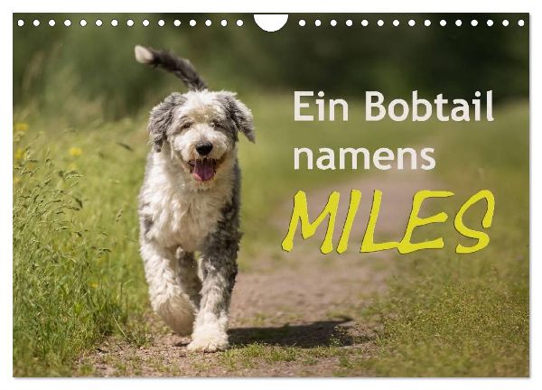 Ein Bobtail namens Miles (Wandkalender 2026 DIN A4 quer), CALVENDO Monatskalender