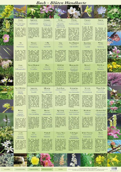 Bach Blüten Wandkarte