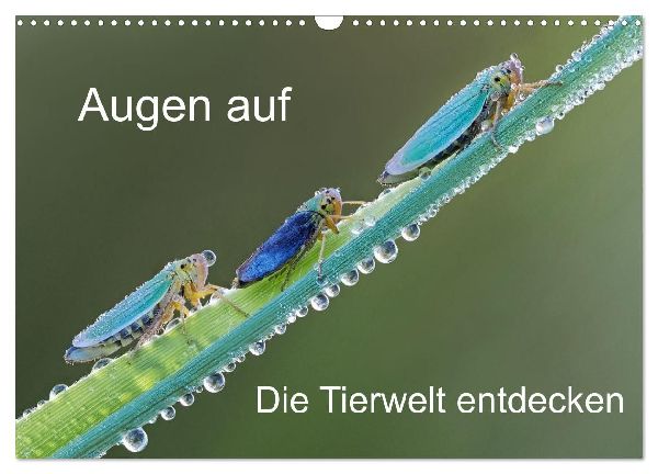 Augen auf - versteckte Tierwelt (Wandkalender 2026 DIN A3 quer), CALVENDO Monatskalender