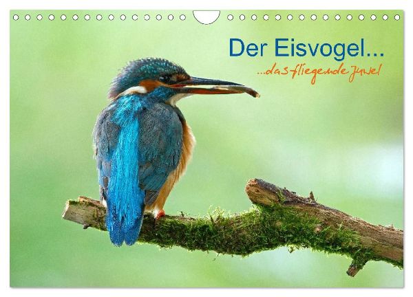 Der Eisvogel...fliegendes Juwel (Wandkalender 2026 DIN A4 quer), CALVENDO Monatskalender