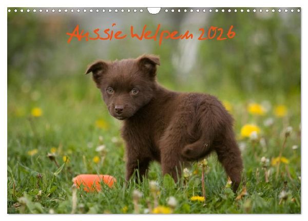 Aussie Welpen 2026 (Wandkalender 2026 DIN A3 quer), CALVENDO Monatskalender