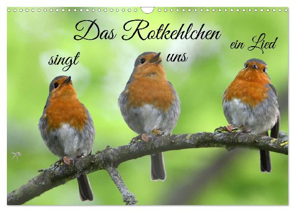 Das Rotkehlchen singt uns ein Lied (Wandkalender 2026 DIN A3 quer), CALVENDO Monatskalender