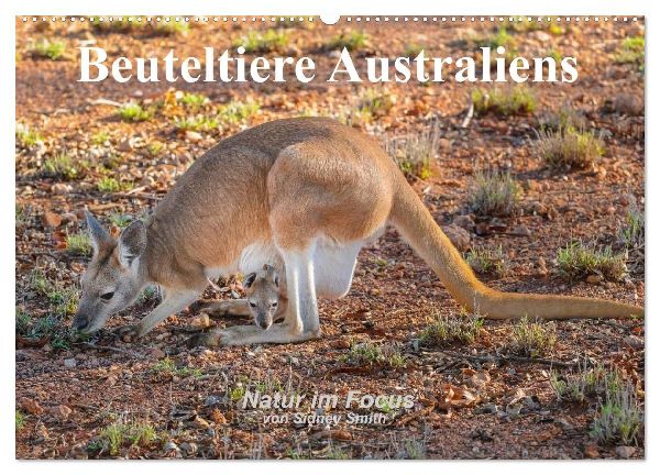 Beuteltiere Australiens (Wandkalender 2026 DIN A2 quer), CALVENDO Monatskalender