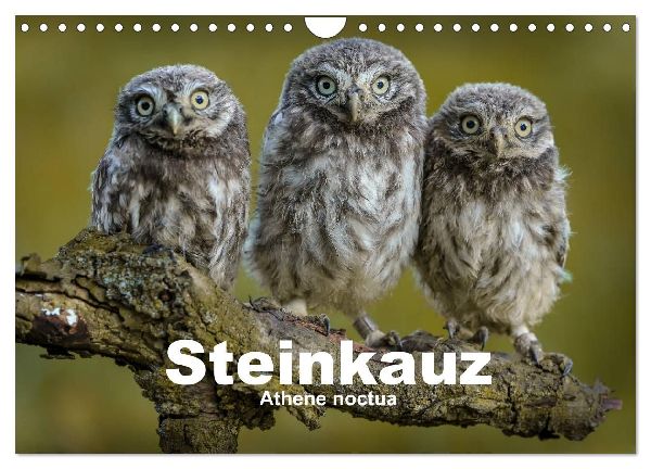 Steinkäuze (Athene noctua) (Wandkalender 2026 DIN A4 quer), CALVENDO Monatskalender