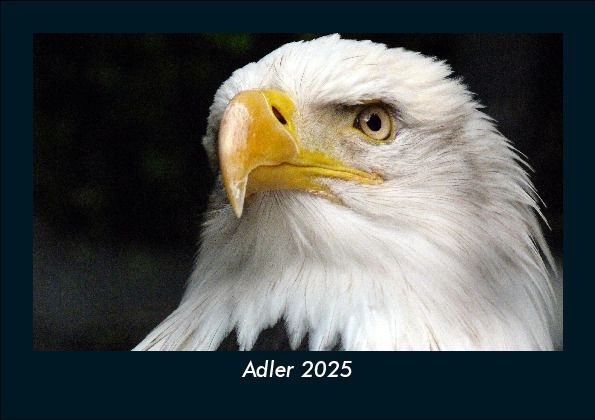 Adler 2025 Fotokalender DIN A5