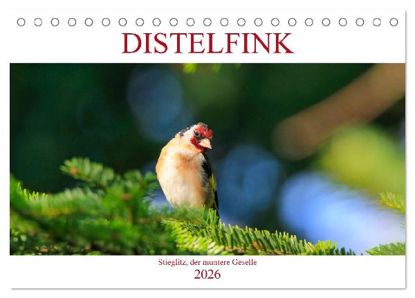 Distelfink (Tischkalender 2026 DIN A5 quer), CALVENDO Monatskalender