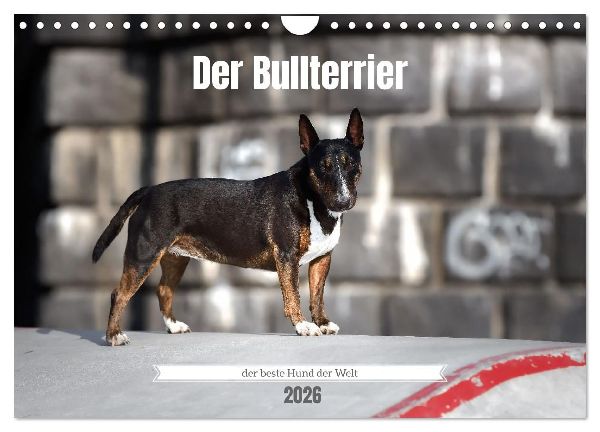 Der Bullterrier der beste Hund der Welt (Wandkalender 2026 DIN A4 quer), CALVENDO Monatskalender