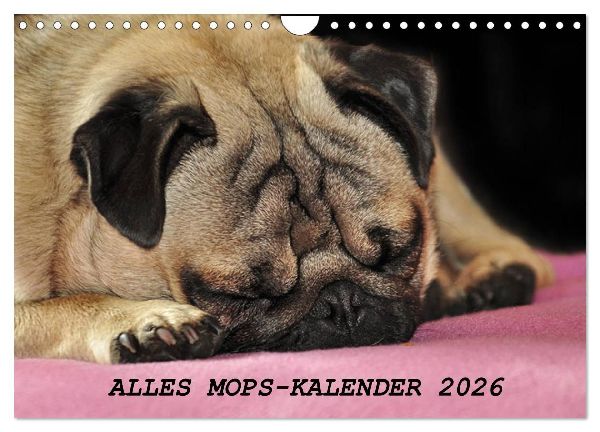 Alles Mops-Kalender 2026 (Wandkalender 2026 DIN A4 quer), CALVENDO Monatskalender
