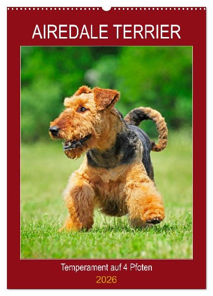 Airedale Terrier - Temperament auf 4 Pfoten (Wandkalender 2026 DIN A2 hoch), CALVENDO Monatskalender
