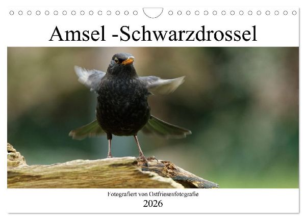 Amsel - Schwarzdrossel fotografiert von Ostfriesenfotografie (Wandkalender 2026 DIN A4 quer), CALVENDO Monatskalender