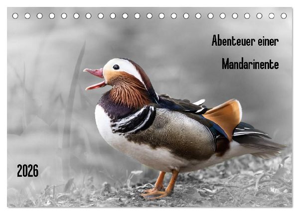Abenteuer einer Mandarinente (Tischkalender 2026 DIN A5 quer), CALVENDO Monatskalender