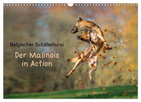 Belgischer Schäferhund - Der Malinois in Action (Wandkalender 2026 DIN A3 quer), CALVENDO Monatskalender