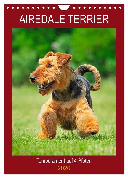 Airedale Terrier - Temperament auf 4 Pfoten (Wandkalender 2026 DIN A4 hoch), CALVENDO Monatskalender