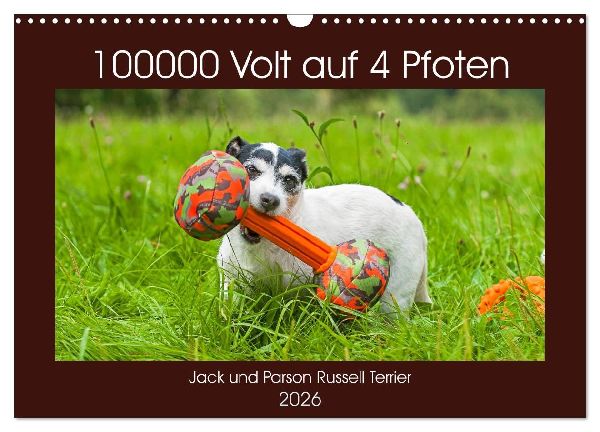 100000 Volt auf vier Pfoten - Jack und Parson Russell Terrier (Wandkalender 2026 DIN A3 quer), CALVENDO Monatskalender