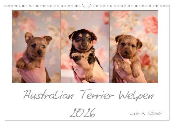 Australian Terrier Welpen (Wandkalender 2026 DIN A3 quer), CALVENDO Monatskalender